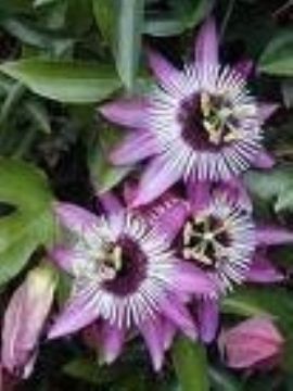 Passion Flower Extract 2% 3% 4% Flavone (Uv) 